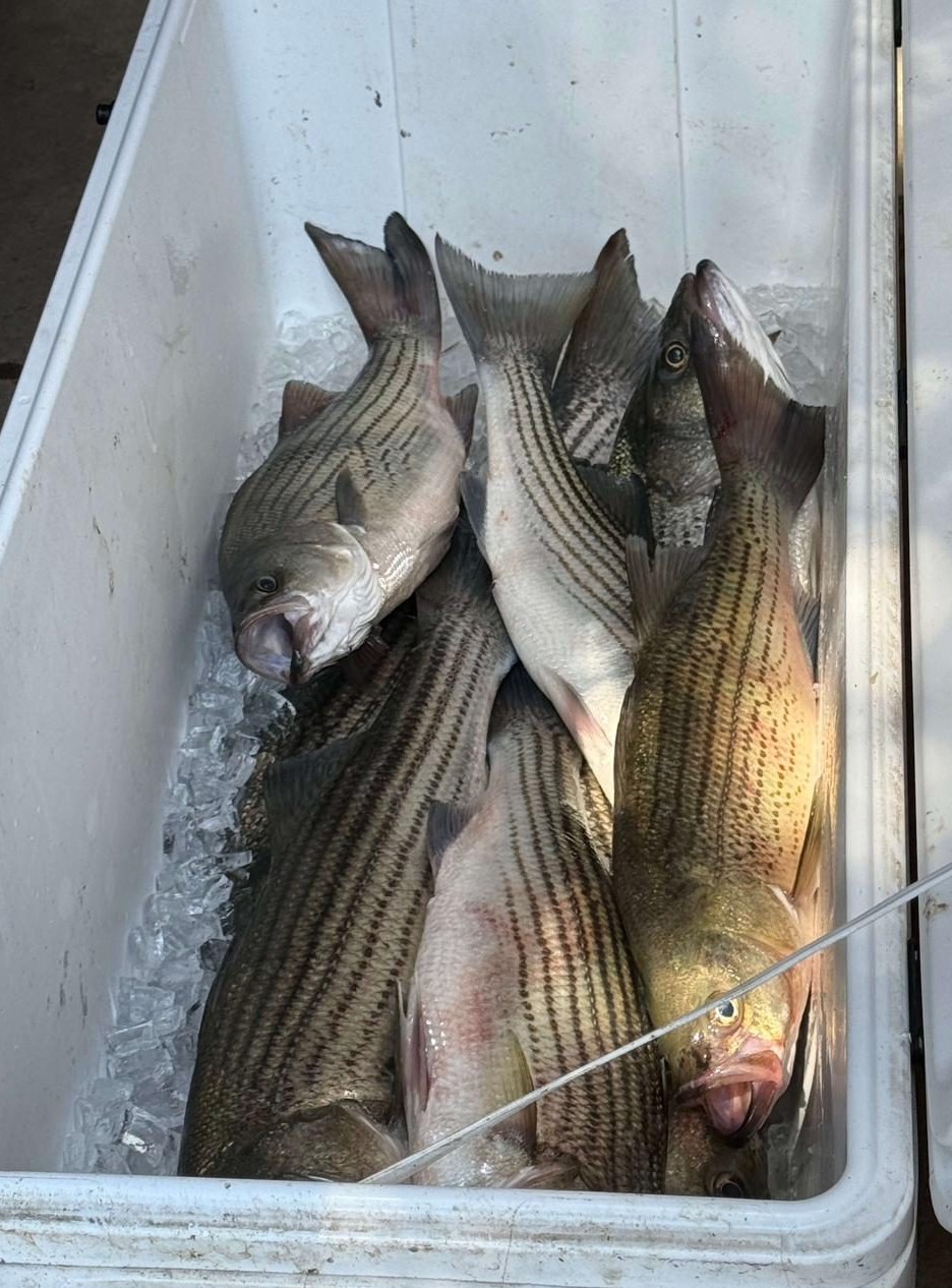 A nice striper boatside