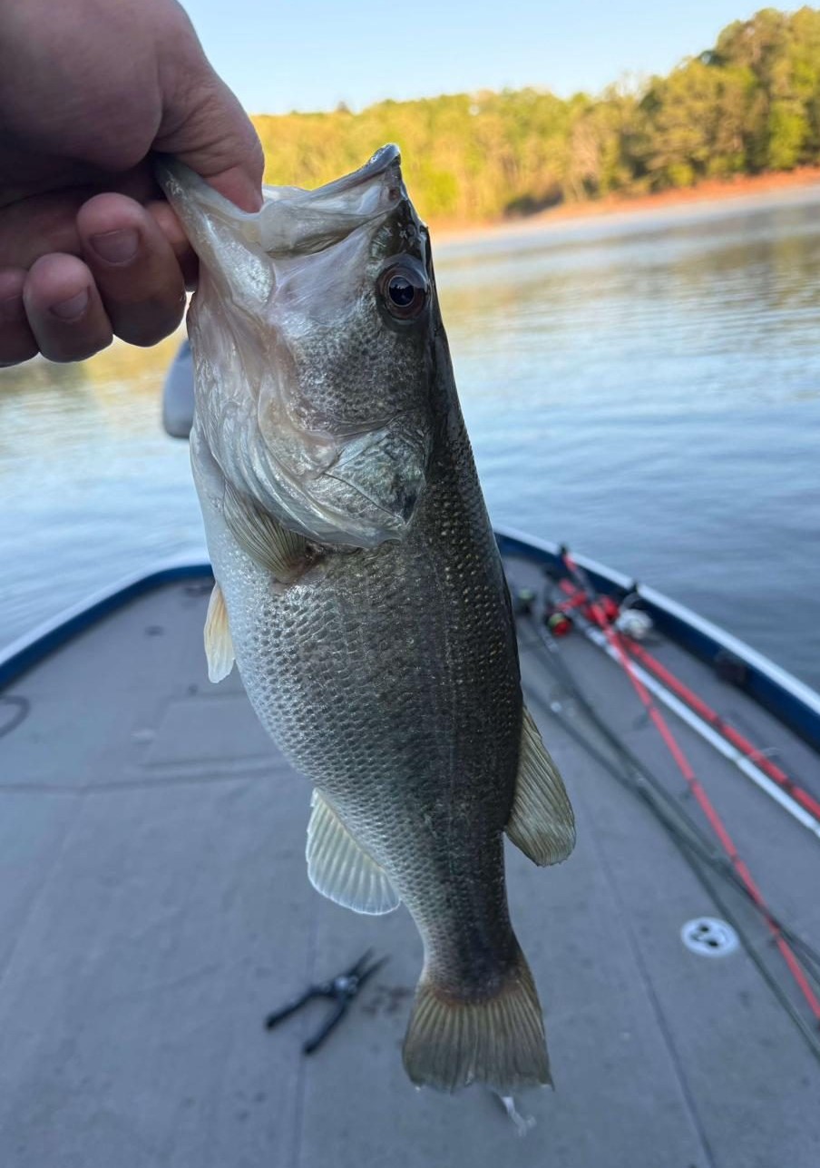 Another solid Hartwell striper