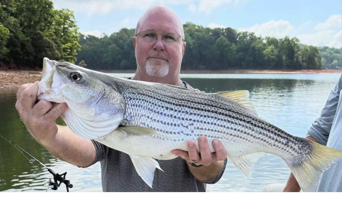 Another solid striper landed on the lake